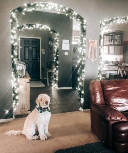 goldendoodle at christmas