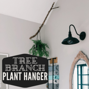 Using a tree branch as a plant hanger